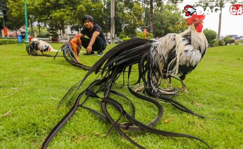 Điểm danh các giống gà đá đẹp nhất anh em không nên bỏ qua