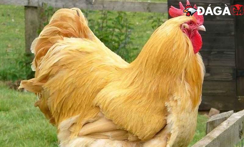 Điểm danh các giống gà đá đẹp nhất anh em không nên bỏ qua