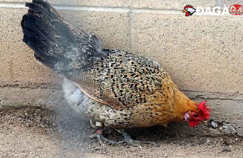 Điểm danh các giống gà đá đẹp nhất anh em không nên bỏ qua