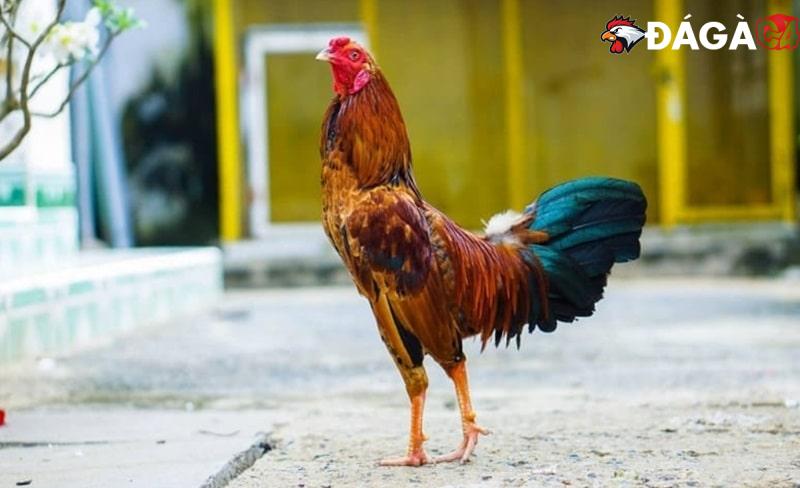 Hướng dẫn cách nuôi gà tre đá có lực nhất cho người mới
