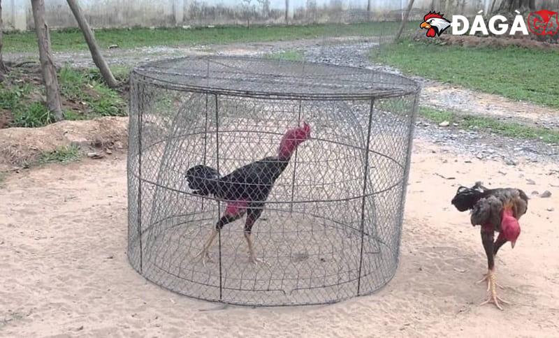 Hướng dẫn cách nuôi gà tre đá có lực nhất cho người mới