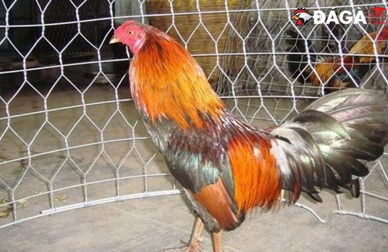 Hướng dẫn cách nuôi gà tre đá có lực nhất cho người mới