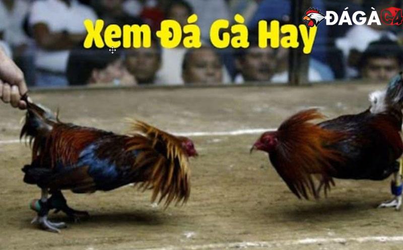 Giới thiệu Đá Gà C4 – Trang web đá gà trực tiếp Thomo uy tín