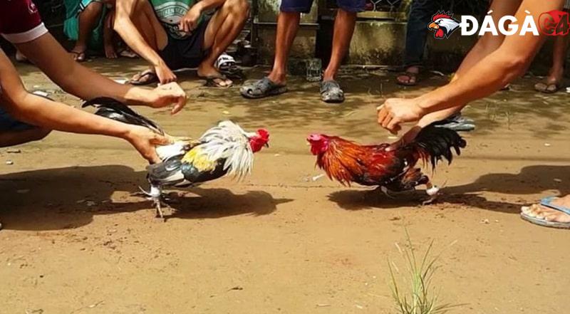 Giới thiệu Đá Gà C4 – Trang web đá gà trực tiếp Thomo uy tín