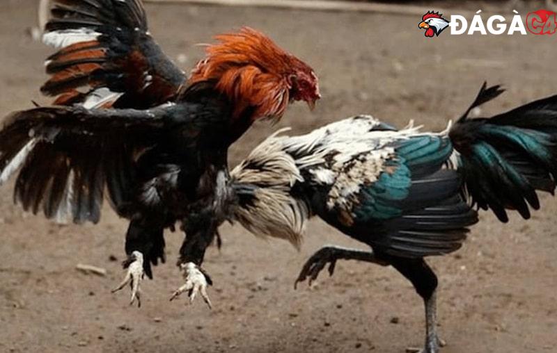 Việc xem màu mạng đá gà có cần thiết với sư kê không?