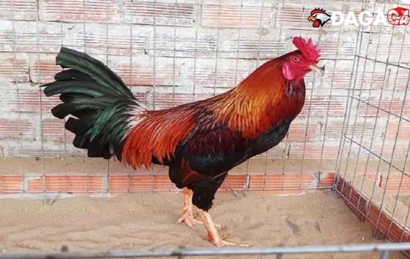 Việc xem màu mạng đá gà có cần thiết với sư kê không?