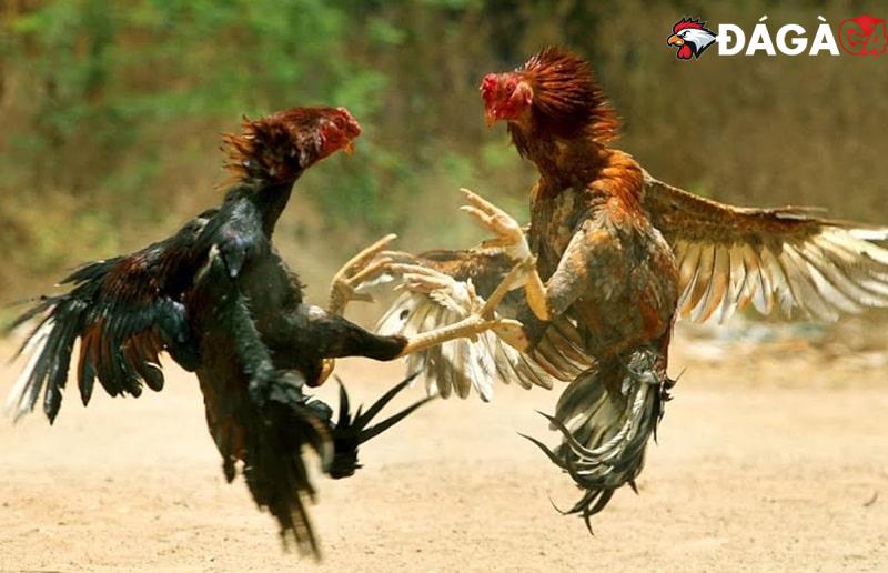 Hướng dẫn cách nuôi gà đá bo lớn cực linh hoạt, khỏe mạnh