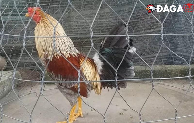 Hướng dẫn cách nuôi gà đá bo lớn cực linh hoạt, khỏe mạnh