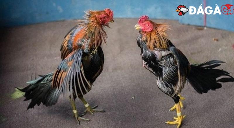Hướng dẫn cách nuôi gà đá bo lớn cực linh hoạt, khỏe mạnh