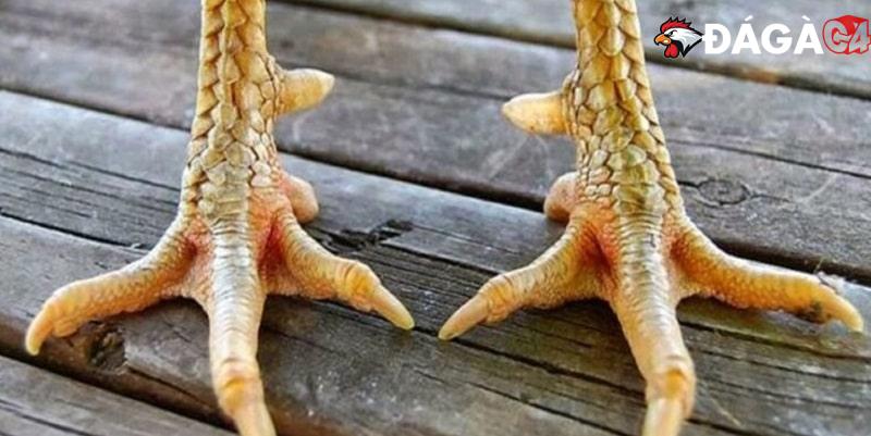 Cách xem chân gà đá cựa sắt chuẩn chỉnh nhất cho sư kê