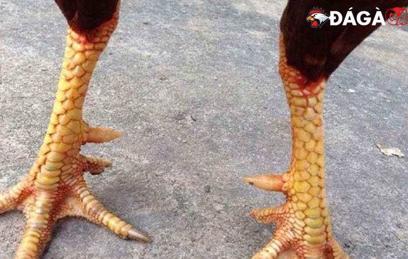 Cách xem chân gà đá cựa sắt chuẩn chỉnh nhất cho sư kê