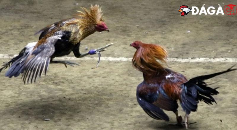 Trận gà 50 tỷ Thái Lan kịch tính nhất lịch sử đá gà trực tiếp