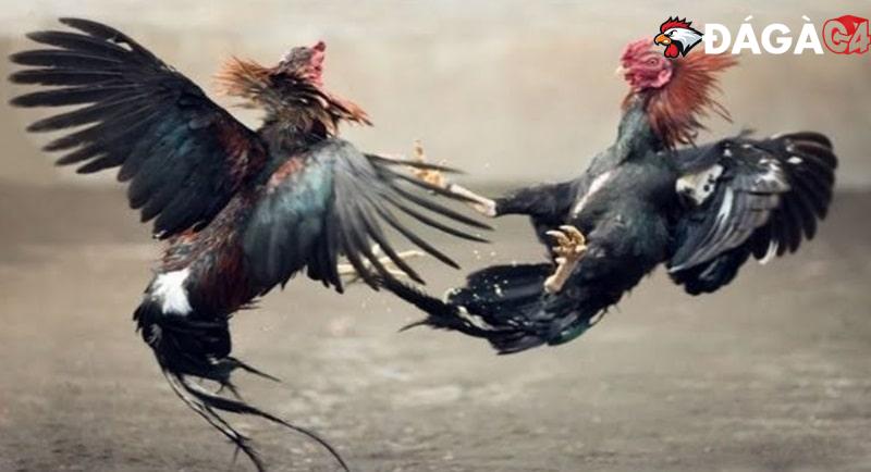 Trận đá gà 24 tỷ có thật không? Trận đấu diễn ra ở đâu?