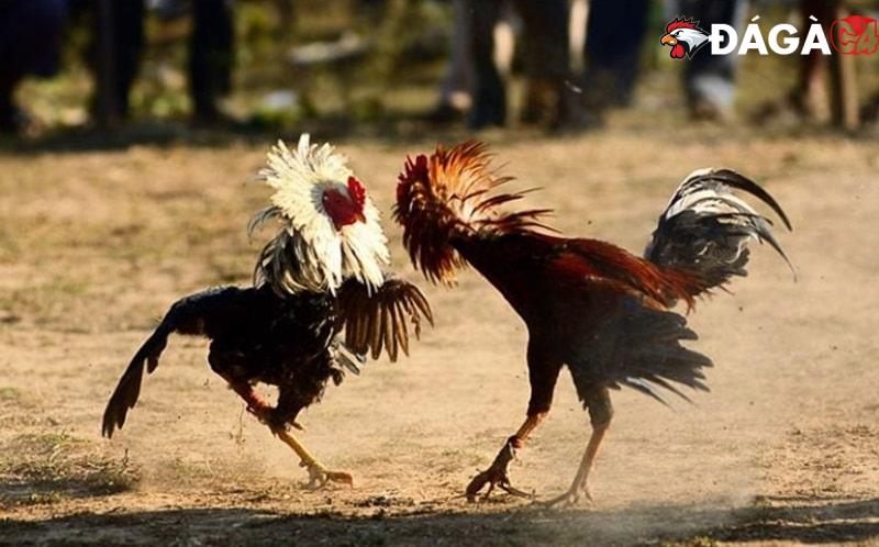 Hé lộ các bước huấn luyện gà đá cựa sắt hiệu quả nhất