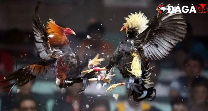 Hé lộ các bước huấn luyện gà đá cựa sắt hiệu quả nhất