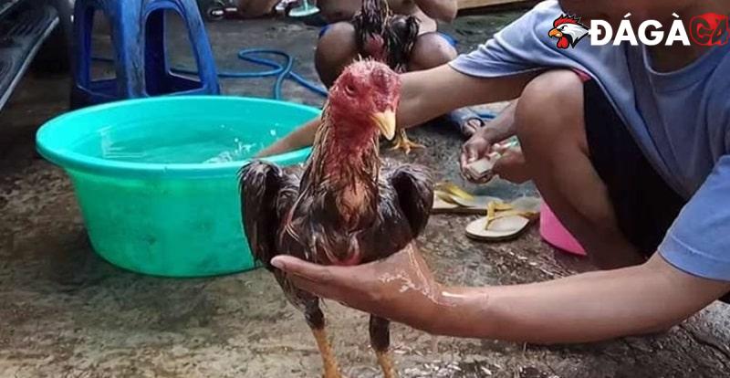 Những cách làm nước cho gà chọi chuẩn nhất từ cao thủ