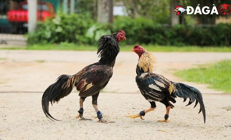 Những cách làm nước cho gà chọi chuẩn nhất từ cao thủ