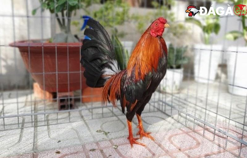 Top giống gà đá cựa sắt tuyệt đỉnh hay nhất thế giới