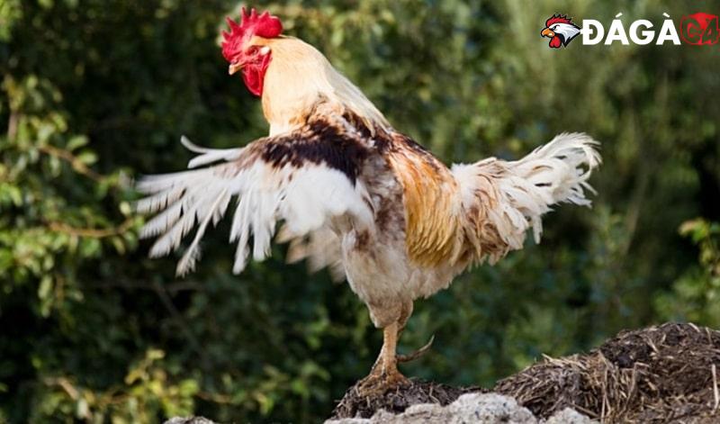 Kinh nghiệm chăm sóc lông gà đá óng mượt, đẹp mắt