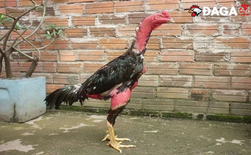 Kinh nghiệm chăm sóc lông gà đá óng mượt, đẹp mắt