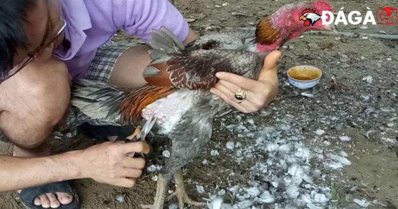 Kinh nghiệm chăm sóc lông gà đá óng mượt, đẹp mắt