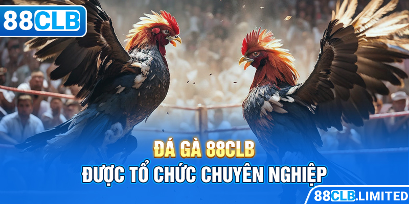 Thiên Đường Đá Gà 88CLB Trực Tiếp Thomo | Mộc Hóa | Dakpuer