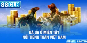 Thiên Đường Đá Gà 88CLB Trực Tiếp Thomo | Mộc Hóa | Dakpuer