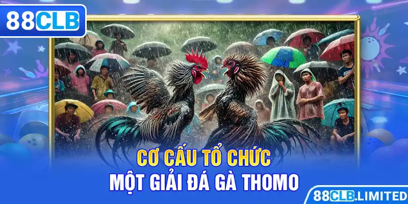 Đá Gà Giải Thomo - Siêu Cuốn Hút - Siêu Hấp Dẫn Cùng 88CLB - 88CLB
