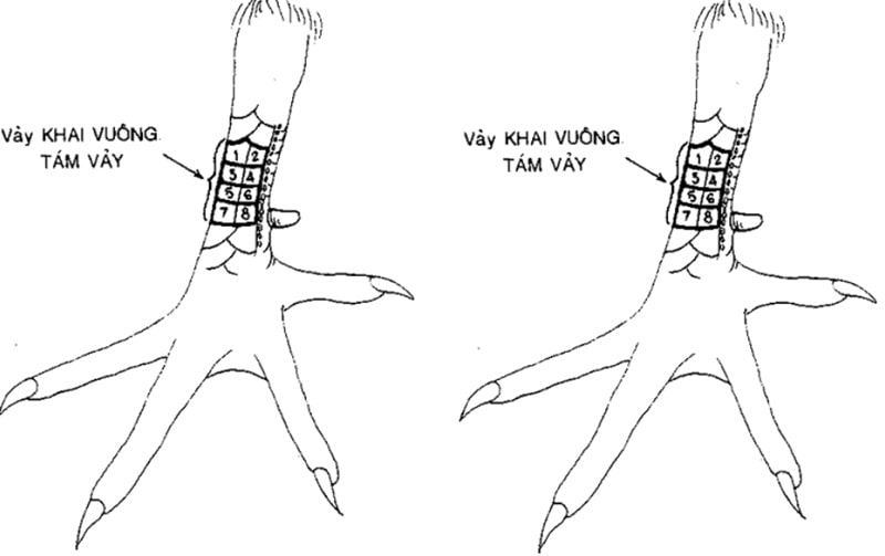Kinh kê gà chọi đúc kết bí kíp nuôi gà đá từ thế hệ trước