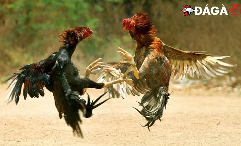Gà chọi bị bại liệt: Nguyên nhân và cách phòng bệnh