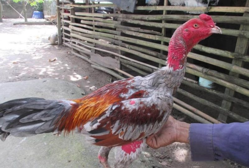 Nguyên nhân làm gà chọi yếu chân và cách điều trị hiệu quả