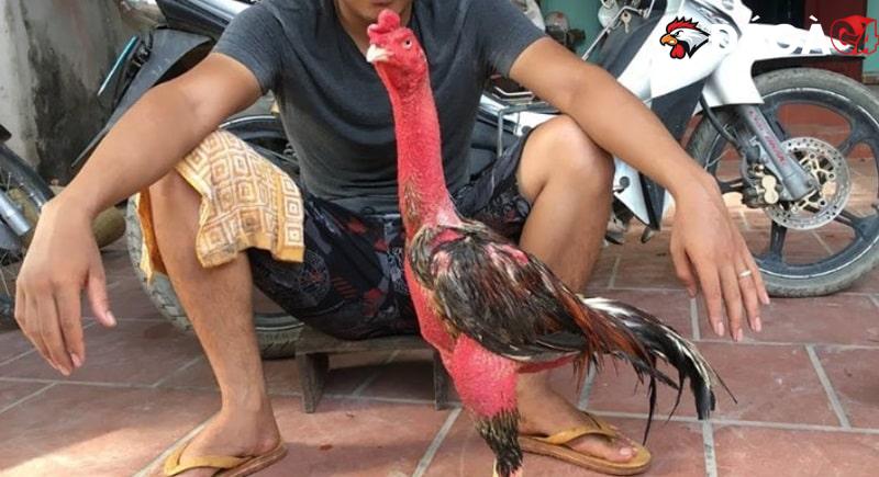 Cách vần hơi gà bằng tay đơn giản, đánh đâu thắng đó