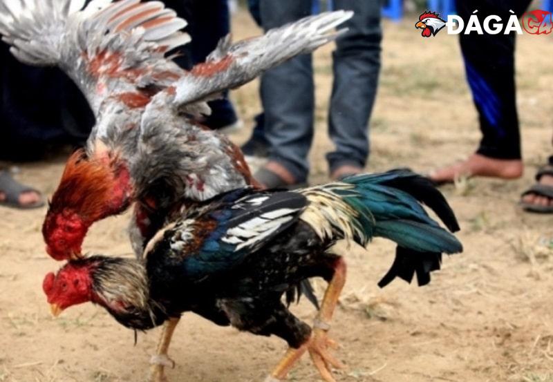 Cách vần hơi gà bằng tay đơn giản, đánh đâu thắng đó