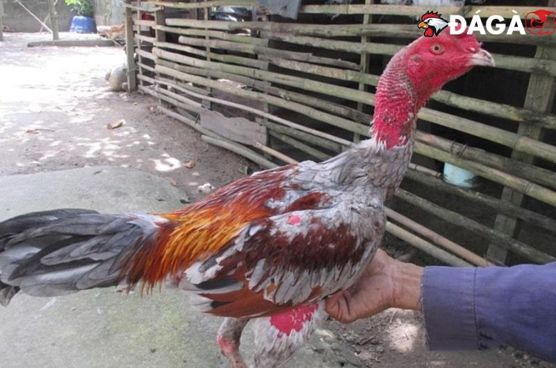Cách vần hơi gà bằng tay đơn giản, đánh đâu thắng đó