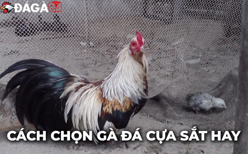 Tin tức đá gà hôm nay cập nhật kiến thức hay về bộ môn đá gà