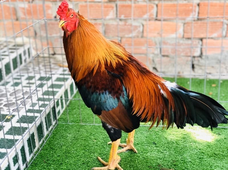 Hướng dẫn cách chọn gà đá cựa sắt hay qua cái nhìn đầu tiên