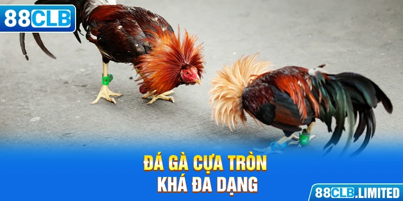 Đá Gà Cựa Tròn - Sân Chơi Mới Nổi Của Hệ Thống 88CLB