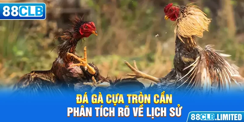 Đá Gà Cựa Tròn - Sân Chơi Mới Nổi Của Hệ Thống 88CLB