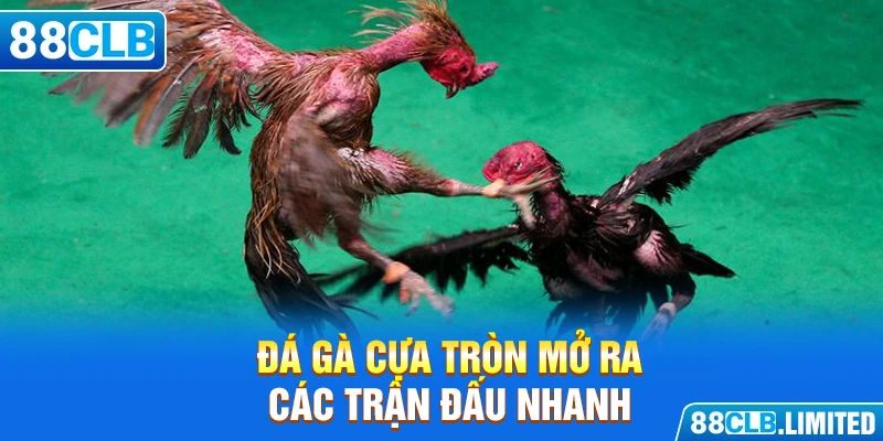 Đá Gà Cựa Tròn - Sân Chơi Mới Nổi Của Hệ Thống 88CLB