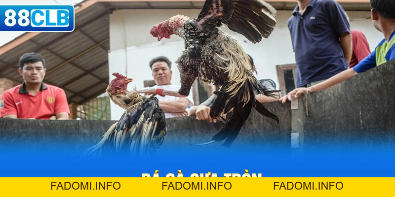 Thiên Đường Đá Gà 88CLB Trực Tiếp Thomo | Mộc Hóa | Dakpuer