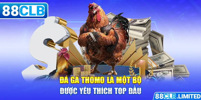Đá Gà Thomo - Tổng Hợp Những Thông Tin Cần Biết Tại 88CLB - 88CLB