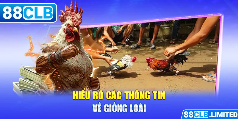 Đá Gà Thomo - Tổng Hợp Những Thông Tin Cần Biết Tại 88CLB - 88CLB