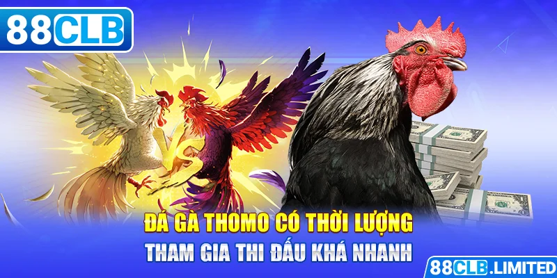 Đá Gà Thomo - Tổng Hợp Những Thông Tin Cần Biết Tại 88CLB - 88CLB