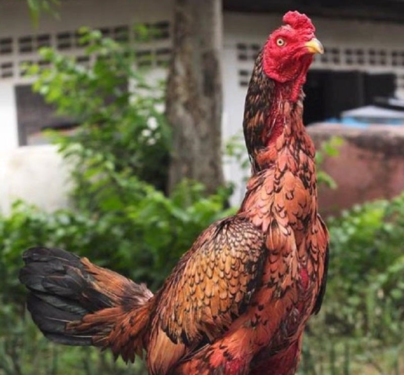 Gà chọi Thái Lan - Dòng “chiến kê” sở hữu lối đá ngoạn mục