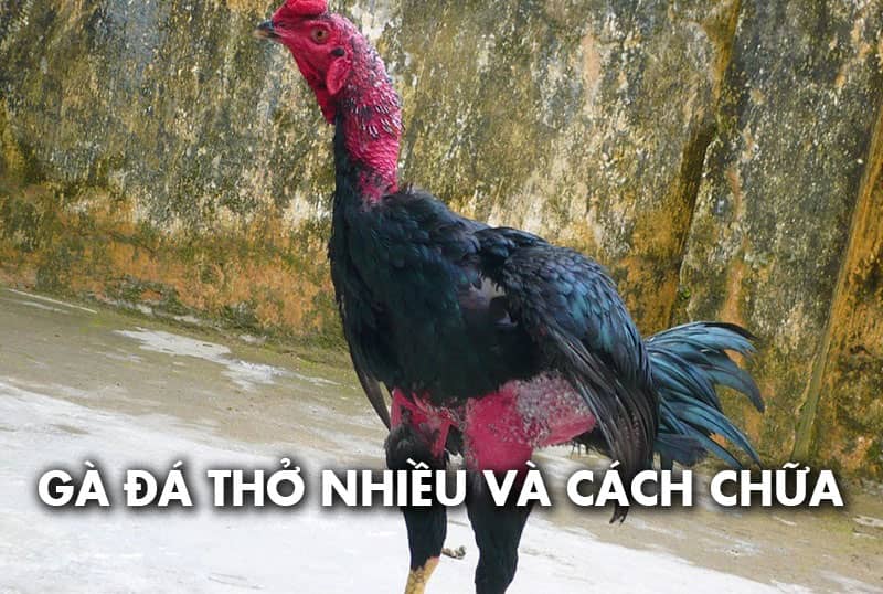 Tin tức đá gà hôm nay cập nhật kiến thức hay về bộ môn đá gà