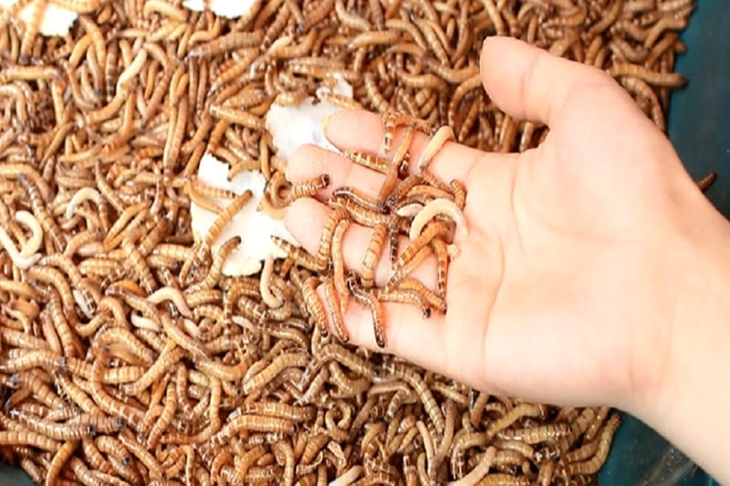Gà hắc hổ thới là gì? Giống gà này đá có thực sự hay không?