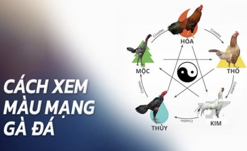 80 màu mạng gà đá: Đâu là màu sắc may mắn của bạn?
