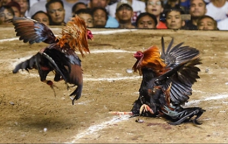 Gà Peru: Đặc điểm nhận diện, lối đá và cách chăm sóc