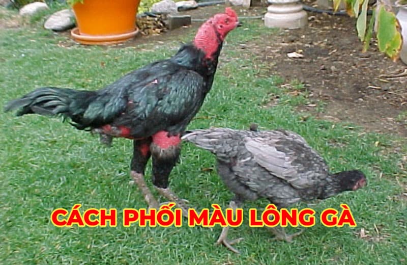 Tin tức đá gà hôm nay cập nhật kiến thức hay về bộ môn đá gà