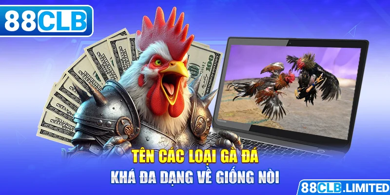 Tên Các Loại Gà Đá - Kiến Thức Cơ Bản Của Sư kê 88CLB
